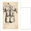 Naked male torso seen from behind, 1645 by Wenceslaus Hollar