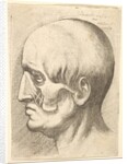 Male head in profile to left with muscles exposed, 1660 by Wenceslaus Hollar