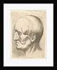 Male head in profile to left with muscles exposed, 1660 by Wenceslaus Hollar