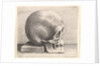 Skull in profile to right, 1645 by Wenceslaus Hollar