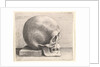 Skull in profile to right, 1645 by Wenceslaus Hollar