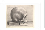 Skull in profile to right, 1645 by Wenceslaus Hollar