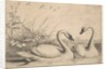 Two Swans, 1654-58 by Wenceslaus Hollar