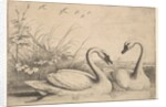 Two Swans, 1654-58 by Wenceslaus Hollar