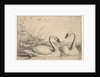 Two Swans, 1654-58 by Wenceslaus Hollar