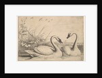 Two Swans, 1654-58 by Wenceslaus Hollar