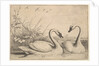 Two Swans, 1654-58 by Wenceslaus Hollar