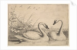 Two Swans, 1654-58 by Wenceslaus Hollar