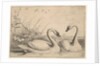 Two Swans, 1654-58 by Wenceslaus Hollar