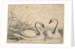 Two Swans, 1654-58 by Wenceslaus Hollar