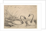 Two Swans, 1654-58 by Wenceslaus Hollar