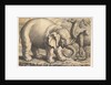 Elephant and Camel, 17th century by Wenceslaus Hollar