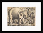 Elephant and Camel, 17th century by Wenceslaus Hollar