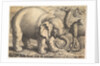 Elephant and Camel, 17th century by Wenceslaus Hollar