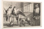 Hawks and owls, 1625-77 by Wenceslaus Hollar