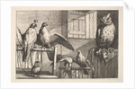 Hawks and owls, 1625-77 by Wenceslaus Hollar