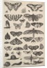 Forty-one Insects, including moths and butterflies, 1625-77 by Wenceslaus Hollar