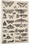 Forty-one Insects, including moths and butterflies, 1625-77 by Wenceslaus Hollar