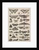 Forty-one Insects, including moths and butterflies, 1625-77 by Wenceslaus Hollar