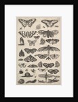 Forty-one Insects, including moths and butterflies, 1625-77 by Wenceslaus Hollar
