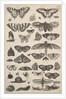 Forty-one Insects, including moths and butterflies, 1625-77 by Wenceslaus Hollar
