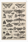 Forty-one Insects, including moths and butterflies, 1625-77 by Wenceslaus Hollar