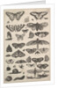Forty-one Insects, including moths and butterflies, 1625-77 by Wenceslaus Hollar
