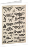 Forty-one Insects, including moths and butterflies, 1625-77 by Wenceslaus Hollar