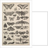 Forty-one Insects, including moths and butterflies, 1625-77 by Wenceslaus Hollar