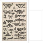 Forty-one Insects, including moths and butterflies, 1625-77 by Wenceslaus Hollar