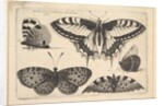 Five Butterflies, 1646 by Wenceslaus Hollar