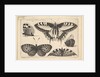 Five Butterflies, 1646 by Wenceslaus Hollar