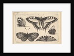 Five Butterflies, 1646 by Wenceslaus Hollar