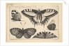 Five Butterflies, 1646 by Wenceslaus Hollar