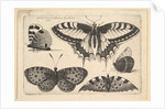 Five Butterflies, 1646 by Wenceslaus Hollar