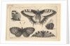 Five Butterflies, 1646 by Wenceslaus Hollar