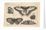 Five Butterflies, 1646 by Wenceslaus Hollar