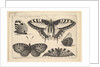 Five Butterflies, 1646 by Wenceslaus Hollar