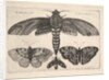 Moth and three butterflies, 1646 by Wenceslaus Hollar