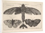 Moth and three butterflies, 1646 by Wenceslaus Hollar