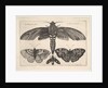 Moth and three butterflies, 1646 by Wenceslaus Hollar