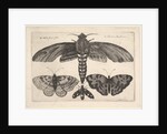 Moth and three butterflies, 1646 by Wenceslaus Hollar