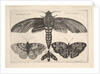 Moth and three butterflies, 1646 by Wenceslaus Hollar