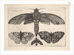 Moth and three butterflies, 1646 by Wenceslaus Hollar