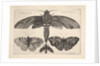 Moth and three butterflies, 1646 by Wenceslaus Hollar