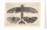 Moth and three butterflies, 1646 by Wenceslaus Hollar