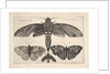 Moth and three butterflies, 1646 by Wenceslaus Hollar