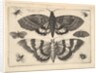 Two moths and six Insects, 1645 by Wenceslaus Hollar