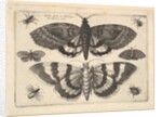 Two moths and six Insects, 1645 by Wenceslaus Hollar