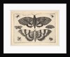 Two moths and six Insects, 1645 by Wenceslaus Hollar